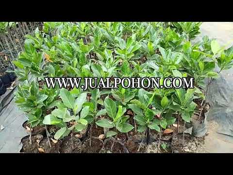 Dapatkan Bibit Nangka Orange Siap Tanam untuk Kebun Anda