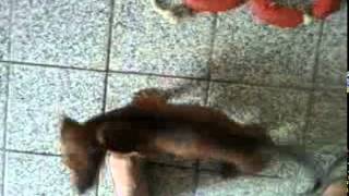 The Edge (Dauchshund) - quase 3 meses