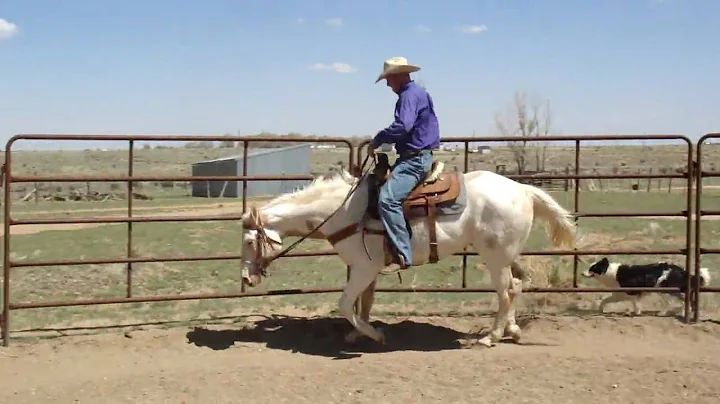 Fleetloosenfancy...  2006 Palomino Overo Gelding b...