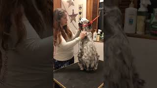 Carding an English Setter puppy