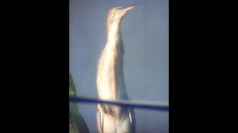 Cò lửa - cò rán : cổ dài