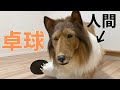【着ぐるみ】ラフ・コリーが卓球してみた!