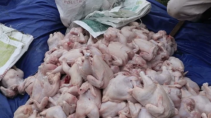 Why most broilers farmers run at loss and how to improve your profit margin.