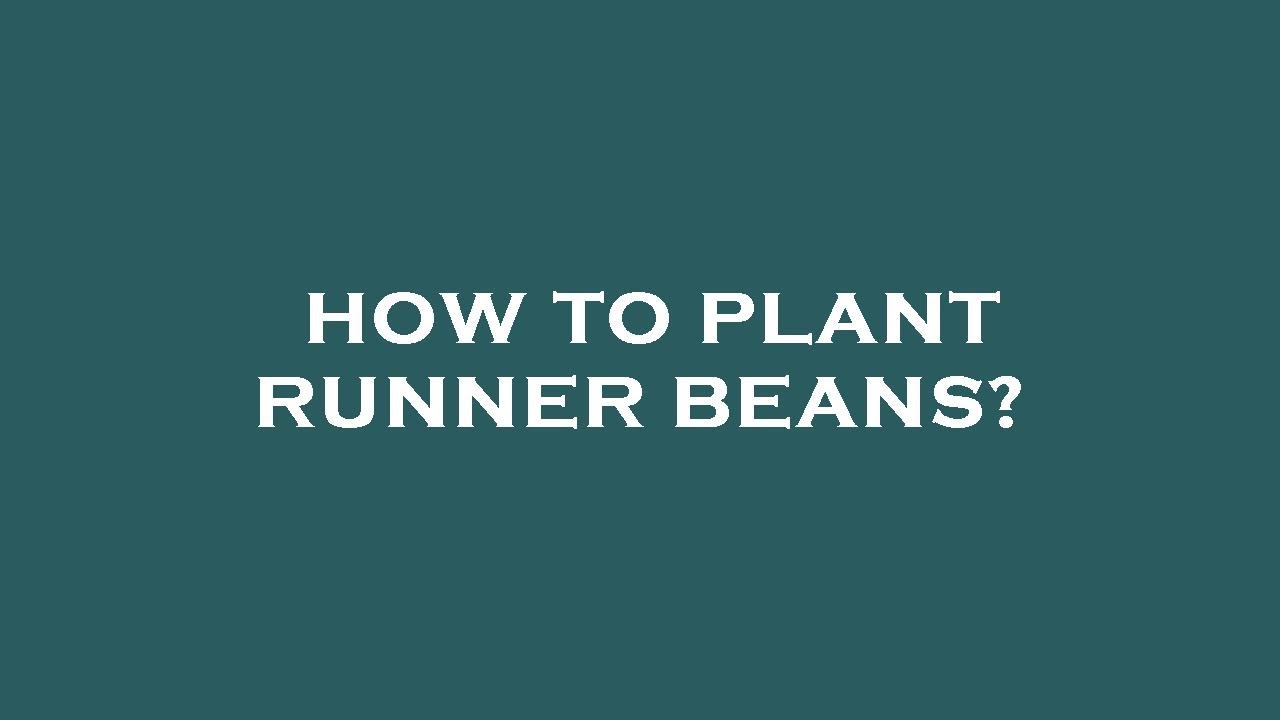 How to plant runner beans? YouTube