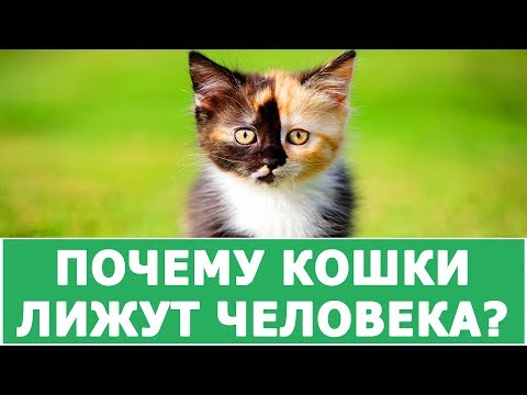 ПОЧЕМУ КОШКИ ЛИЖУТ ХОЗЯЕВАМ ВОЛОСЫ?