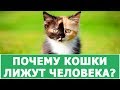 ПОЧЕМУ КОШКИ ЛИЖУТ ХОЗЯЕВАМ ВОЛОСЫ?