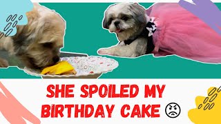 Shih tzu exciting 4th birthday | DIY Lucy's birthday dress | DIY cake recipe. by Lucy Miguel's Fairytale 2,501 views 3 years ago 4 minutes, 54 seconds