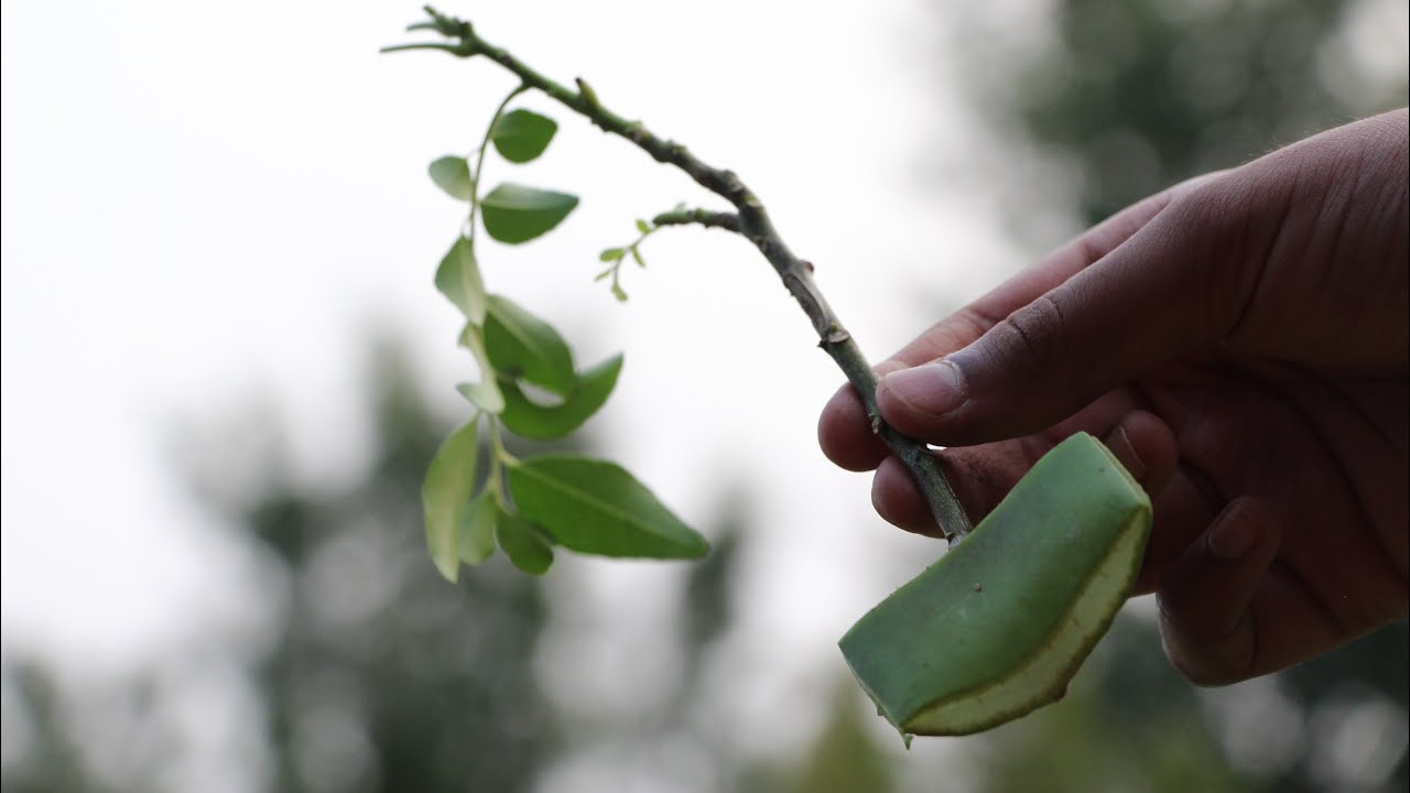 How to Make an Aloe Vera Rooting Hormone YouTube
