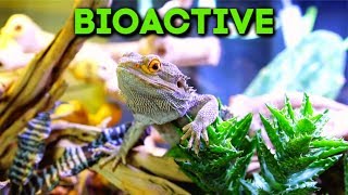Bioactive Bearded Dragon Setup! Naturalistic Enclosure
