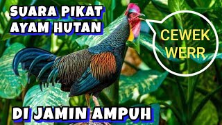 SUARA PIKAT AYAM HUTAN CANGEHGAR | JAWA BARAT