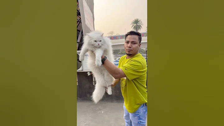 Video 11680191: blue eyes persian cat, cat pets