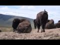 National Bison Range Wildlife Refuge - near Missoula, Montana, MT