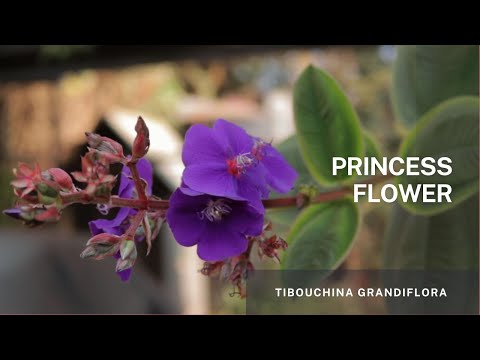 Video: Princess Flower Plant Facts - Hoe een prinsessenbloemstruik te laten groeien