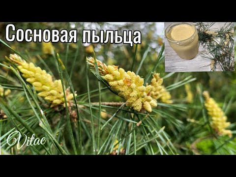 Сосновая пыльца- такая полезная и нужная в каждом доме,как собрать,что с ней делать!!!