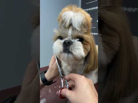 Incredible Shih Tzu Dog Shih Tzu Haircut