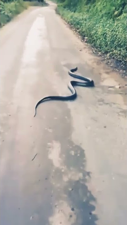 ketemu ular black mamba di jalanan Indonesia...