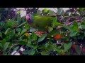 Wild parrots get in a fight -HMX-H300 video zoom test