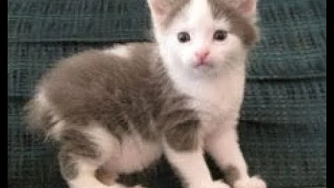 Video 3663031: manx cat, baby manx