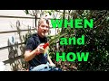 How to Prune Lilacs