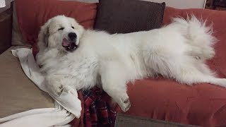 家を荒らすアラン　Great Pyrenees　グレートピレニーズ