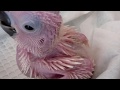 Nessy the cockatoo - story of a life time, part 1