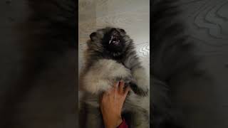 Bear  or  dog ? Mini keeshond #Dog #cute #keeshond