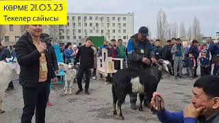 2-Бөлім ТЕКЕ САЙЫС 21.03.23 АСЫЛ ТҰҚЫМДЫ ТЕКЕЛЕР САЙЫСЫНЫҢ ЖЕҢІМПАЗЫ. Ешкі көрмесі Выставка коз