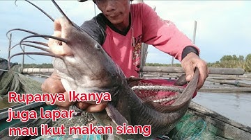 Mancing ikan sembilang babon di laut || Monster catfish fishing || catfish @JEJAK_ARTA