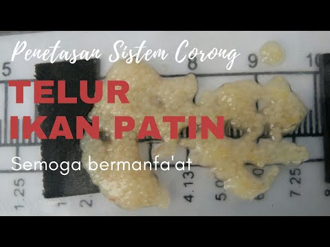 Telur Ikan Patin