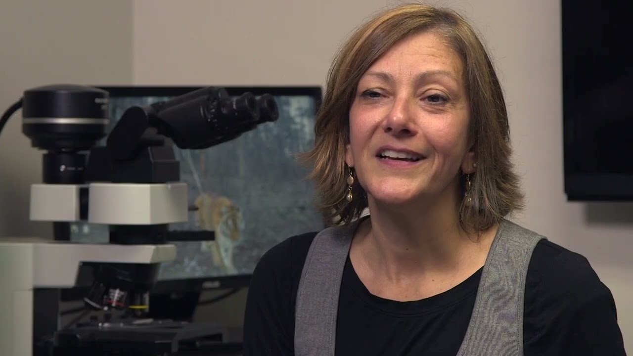 help save the tigers from canine distemper virus Original