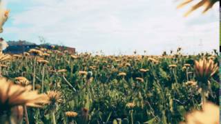 Dandelion field. Camera movement on the slider
