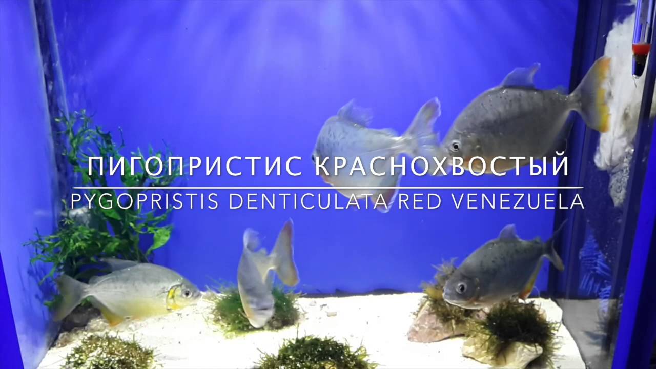 Pygopristis denticulata "Red Venezuela"