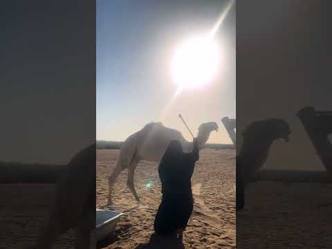 الجمل كان ناوي ياكلني