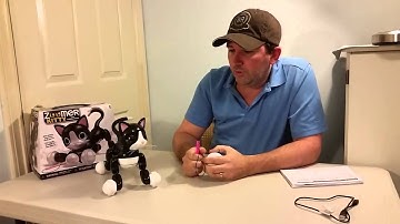 Zoomer Kitty Vid blogger video