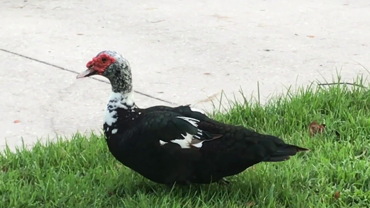 Buncha ducks - YouTube