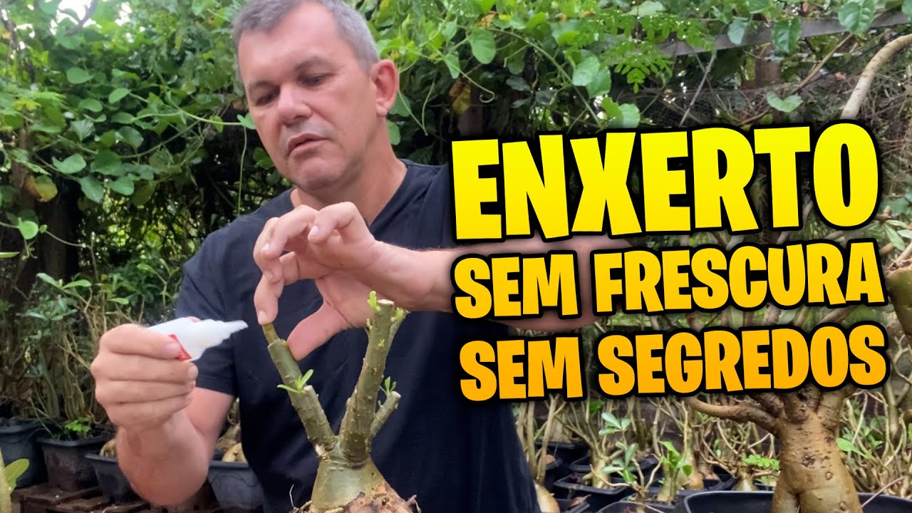 ENXERTO DE ROSA DO DESERTO SEM FRESCURA! Simples, rápido e que PEGA DE PRIMEIRA!