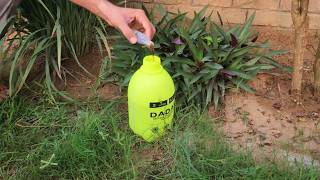 Before Your Plants Get Attacked by Pests, Try This Easy Homemade Onion and Neem Spray