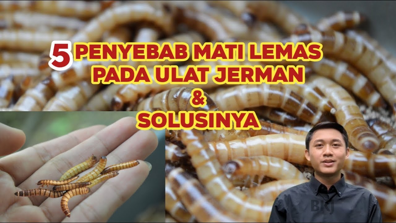 Kenali 5 penyebab ulat jerman MATI LEMAS atau ML, dan solusinya!!!