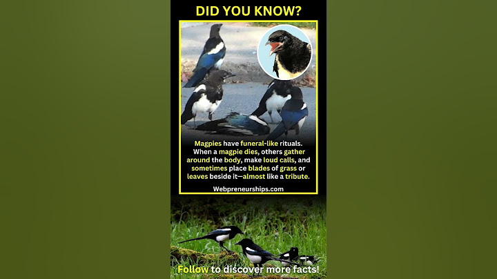You’ll be amazed that magpies gather and grieve when one of them dies.