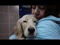 Собака Тоби едет в Нижневартовск после лечения.