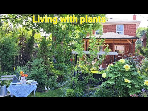 Videó: Szerelem a természetért: A nyílt tér bemutatóterem egy belső kertet épít be