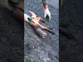 A fox asks for help 😱 #ww2 #rescue #ww2metaldetecting