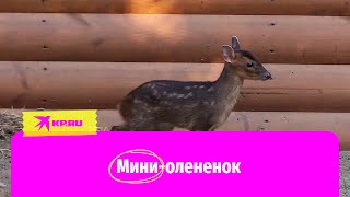 В Ленинградском зоопарке родился маленький олененок