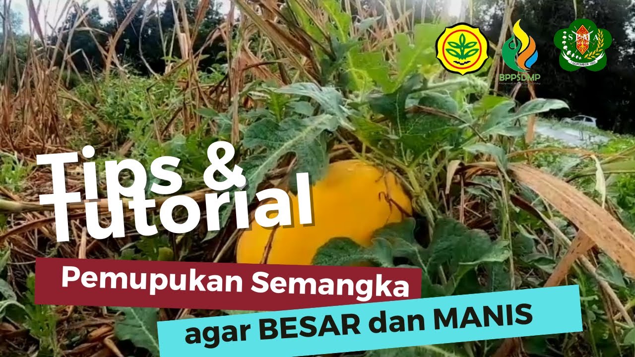 Tips Pemupukan Semangka Agar Besar & Manis