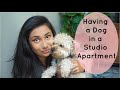 SHOULD YOU GET A DOG? | In a Studio Apartment