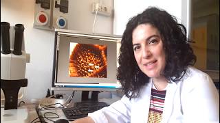 10 Progetti singoli Cappai AGR18