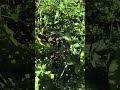 tomato 🍅 plant ☘️ and lemon 🍋 small plant ☘️