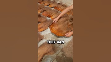 The Ancient Tool Hidden Inside Palm Trees