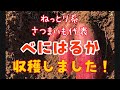 【大地のいのち農場】さつまいも畑の収穫　べにはるか、こんなにごろごろ大きく育ちました！ポテカルゴ収穫風景です！