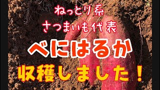 【大地のいのち農場】さつまいも畑の収穫　べにはるか、こんなにごろごろ大きく育ちました！ポテカルゴ収穫風景です！